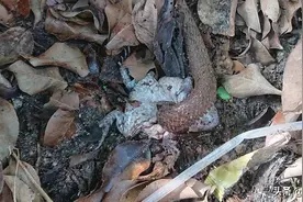 大自然的可怕：蛇把头伸进活青蛙的身体里吞下它们的内脏图片