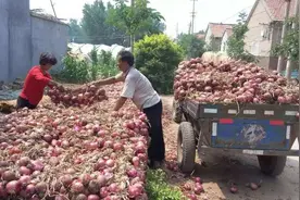 洋葱去年每斤卖2元，今年却降价，农民：明年还种吗？图片