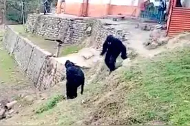 印度猴子猖獗成灾引担忧，边防士兵换黑熊装吓猴图片