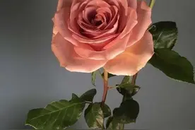 「晚安·好梦」我不要短暂的温存，只要你一世的陪伴图片