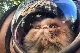 跟风买的猫包，竟夺走了毛孩子的命！细数网红猫包的“三宗罪”图片