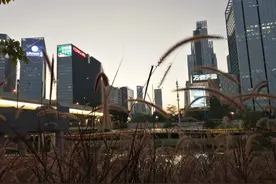 深圳大沙河，洪湖公园水底都扎满了清道夫，生物入侵事态严重图片