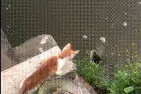 搞笑GIF:铲屎的，我今天出门是不是没带尾巴啊图片