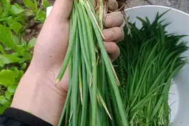 5种“菜根”别扔，插进花盆，浇浇水，半个月长成“小菜园”图片