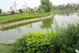 简单明了：水花育苗的饲养方法图片