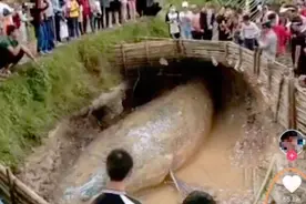淡水鱼的“天堂”，三峡水库中的鱼超过27年没有捕捞，能长多大？图片