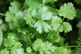 立秋香菜种植出苗率低？浸种催芽是关键，老农土法催芽可一播全苗图片