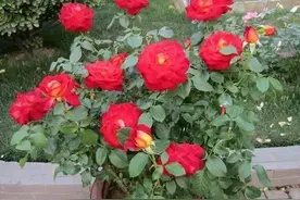 养殖花草小妙招：用香蕉皮盆栽植物，分分钟搞定肥水、清洁问题图片