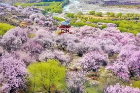 “西藏的江南”林芝，漫山遍野十里桃花，与你共赴浪漫春天！图片