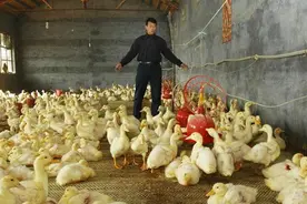 2020年养鸭子的注意事项，当养鸭碰到高温怎么办？该怎么降温图片