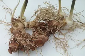 云南耘禾农业：要想黄精产量好，种植技术少不了图片