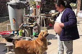 女子挺着孕肚晒太阳，一旁的金毛凑了过来，随后却被暖到了图片