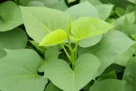 红薯倒插能增产？假如你没有亲自试验过，你凭什么说好或说孬呢？图片