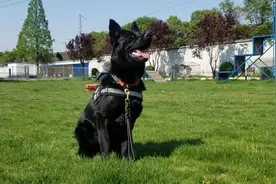 在火车站看到的警犬是从哪里来的？图片
