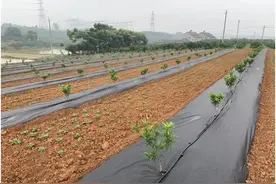 柑桔标准化建园规划，准备秋植的果园可以准备了。图片
