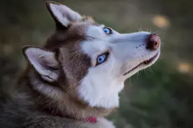 为什么要给狗做绝育？尤其是公犬，钱多烧的吗？图片