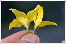 《野外药用植物辨识》：今日—连翘图片
