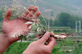 埋在泥土里的“鸡腿”，曾是农村娃的零食，现在才知道它价值不菲图片