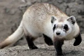 死了都要爱：发情期雌性雪貂未找到雄性一直发情，单身则贫血而死图片