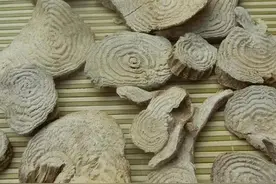 常用中药材之鉴别（一）图片