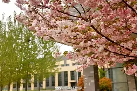 河北科技大学樱花开了！快来一起云赏花图片
