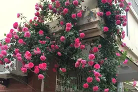 阳台别只晒衣服，5种花草随你选，种一棵就能开满阳台图片