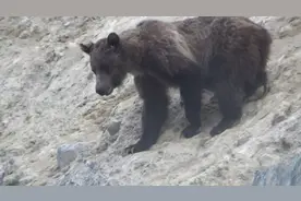 加拿大，一只羊居然杀死了一头凶猛灰熊！网友：别看我只是羊图片