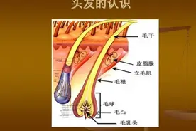 头皮第一课 （毛发生理学）图片