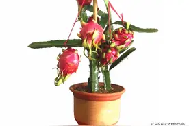 三种水果吃剩的种子，种植到花盆里，结果多多，美观又时尚图片