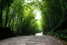 蜀南竹海，中国十大最美竹海之一，竹海清幽，一眼望去岭岭皆绿图片