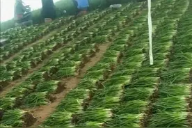 韭菜长得黑亮又粗壮产量高，老农30年的经验告诉你，不妨一试图片