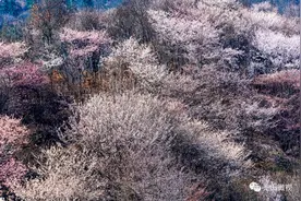 光山王母观樱花绽放，宛如仙境！图片