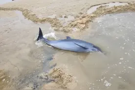 超暖！迷路海豚搁浅草潭海域 众人合力救助视频曝光！图片