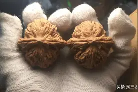 山地核桃南将石图片