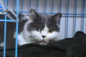 小猫被男室友踢到脱臼出血，只因对方抽烟时小猫抓了他脚？图片