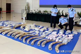 走私团伙从南非采购象牙 水上偷运入境被查图片
