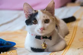 我养了一只猫，父亲每次来都说要把她丢掉图片