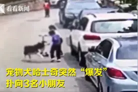 咬伤3名孩子，青岛老太拒绝送走咬人哈士奇：敢送走我就不活了图片