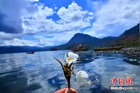 泸沽湖的“水性杨花”美爆了 但我只想问怎么吃……清炒、凉拌或者涮火锅图片