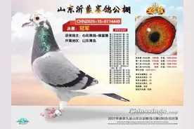 冠军鸽流行羽色—花头白条“鸽王”图片