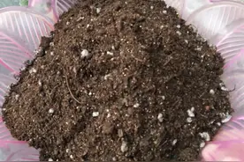 如果你是阳台养花，4种土不要直接用，否则花有可能活不过三个月图片