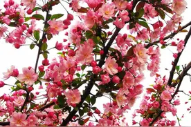 北京：春日看春花——垂丝海棠图片