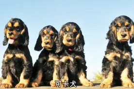 十二星座最适合养的狗狗！快来看看你的幸运狗视频封面