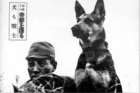 日本战败后，作为侵略者帮凶的军犬，又是怎样的下场图片