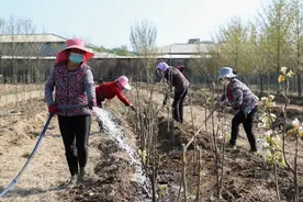 宜种则种，宜景则景，朝阳“四种模式”保护利用永久基本农田图片