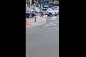 一群小狗居然在等红绿灯，井然有序！网友：混熟了人类的生存规则图片