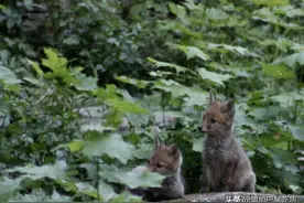禁闭期间，巴黎拉雪兹神父公墓狐狸出现了！图片