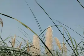 世间最毒的药叫思念，无药可医，无药可解图片