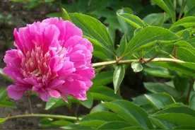 会爬藤的“牡丹花”，零下20度冻不死，见土就成活，开花大半年图片