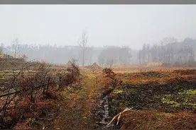 秋天，一个支离破碎的梦图片